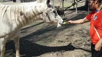 Estou impressionado com o tamanho do membro de um cavalo. gostaria que meu nome fosse assim. - paty bumbum, el toro de oro. vídeo pornô